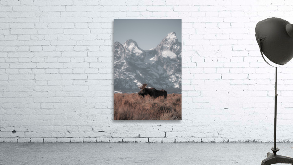 Teton Moose Wall Preview