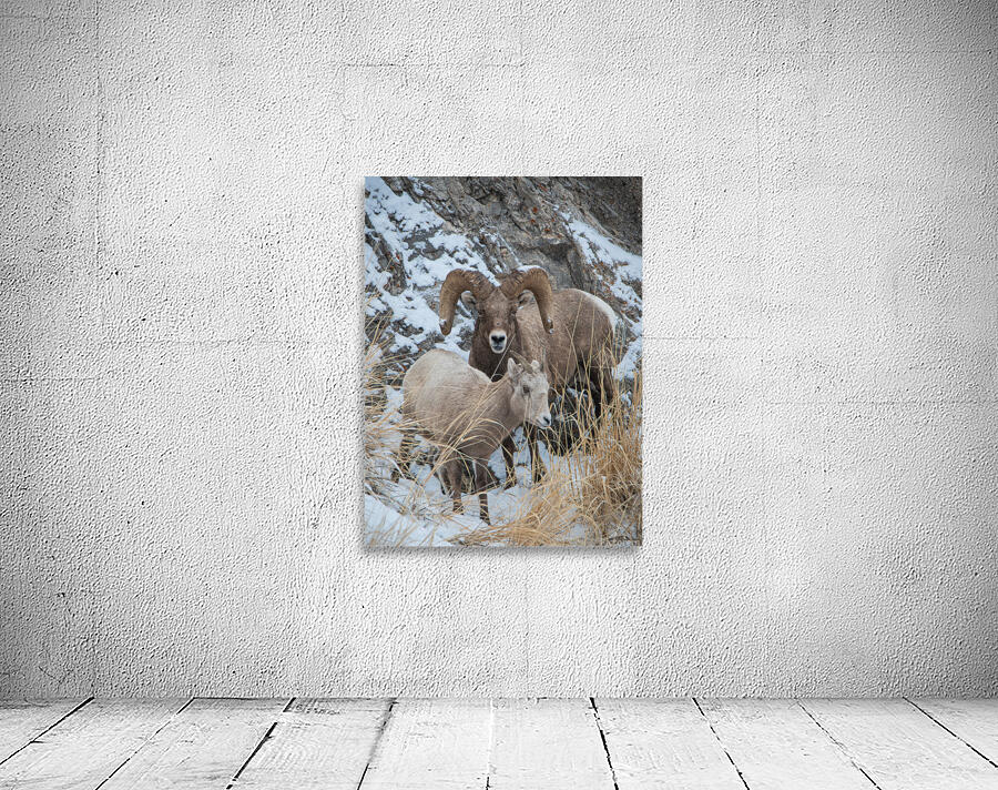 Curious Sheep Wall Preview
