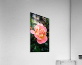 drifting thru peaches Acrylic Print