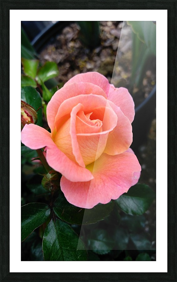drifting thru peaches Picture Frame print