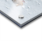 DUCK ON ICE Acrylic print