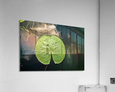 LILY PAD Acrylic Print