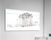WINTER GRASS Acrylic Print