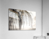 WEEPING WILLOW Acrylic Print