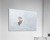 DUCK ON ICE Acrylic Print