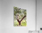 CORK OAK Acrylic Print