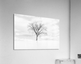  ICE TREE Acrylic Print