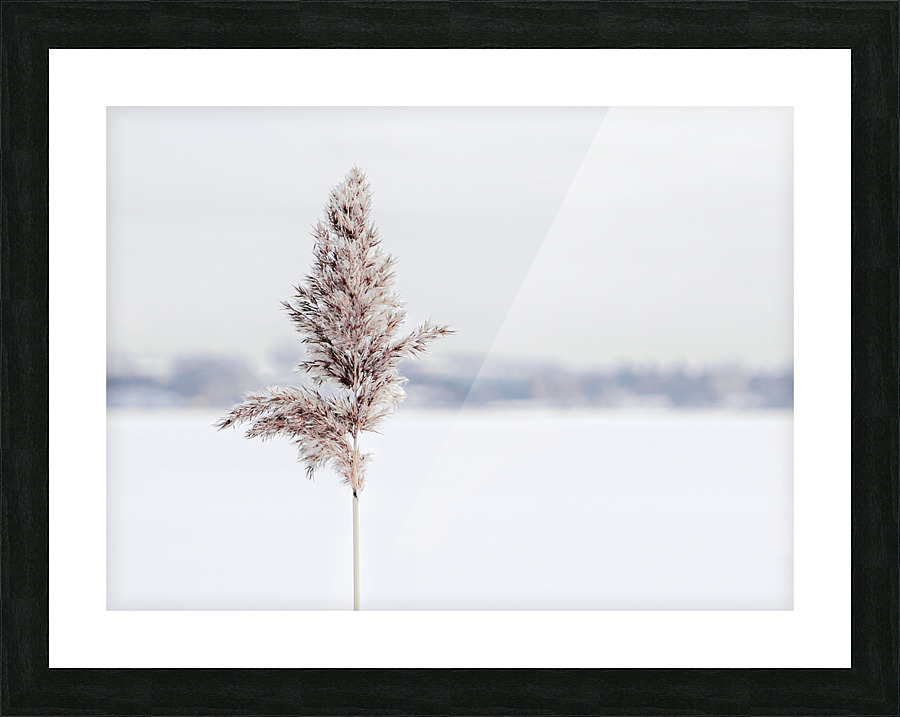 STANDING TALL Picture Frame print