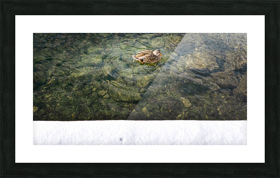 FRESH SHOW Picture Frame print