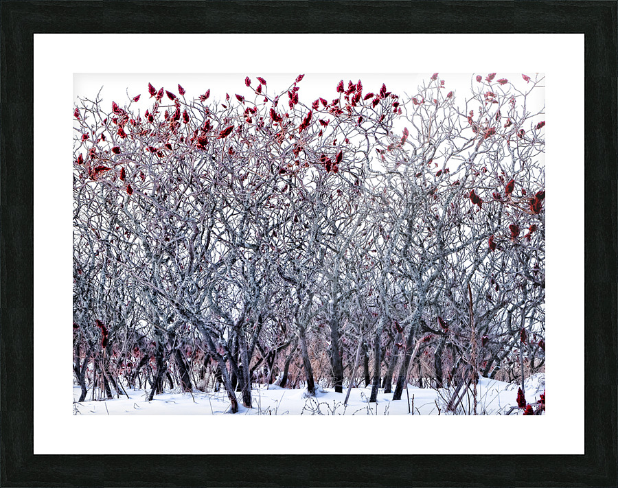 WINTER SUMACS Picture Frame print