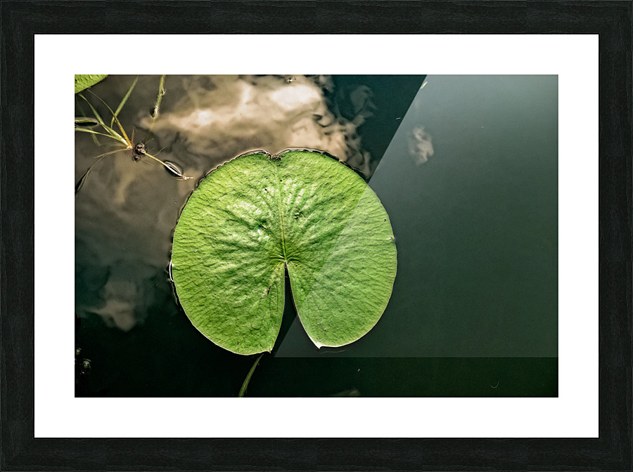 LILY PAD Picture Frame print