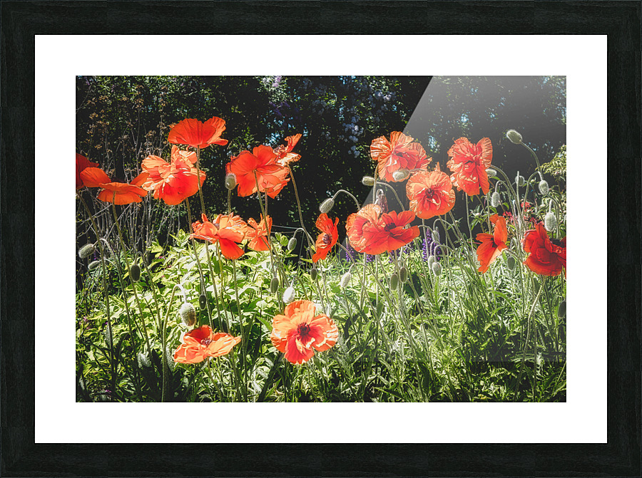 POPPIES Picture Frame print