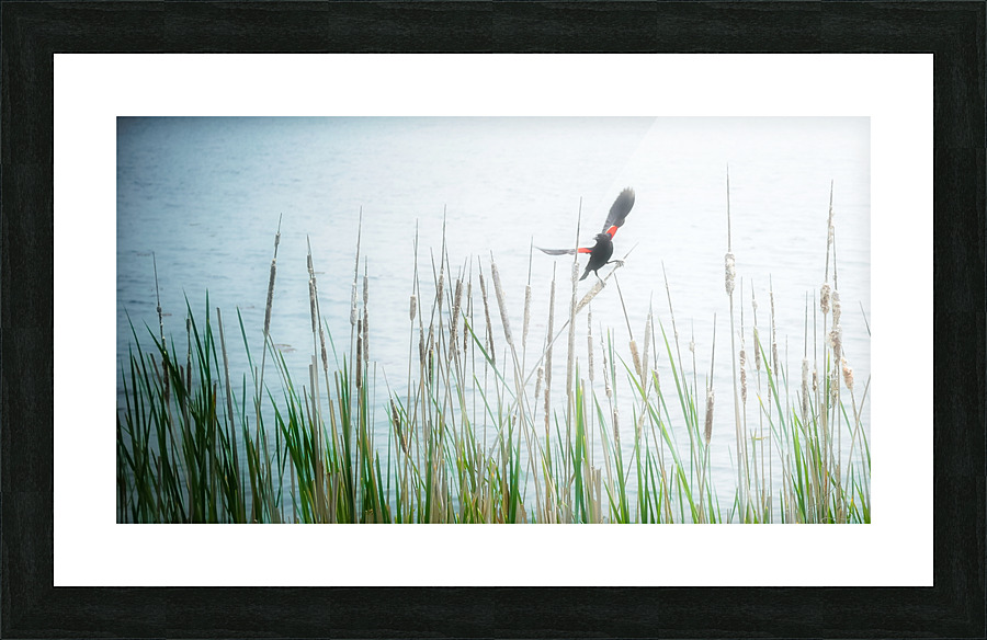 BLACKBIRD Picture Frame print