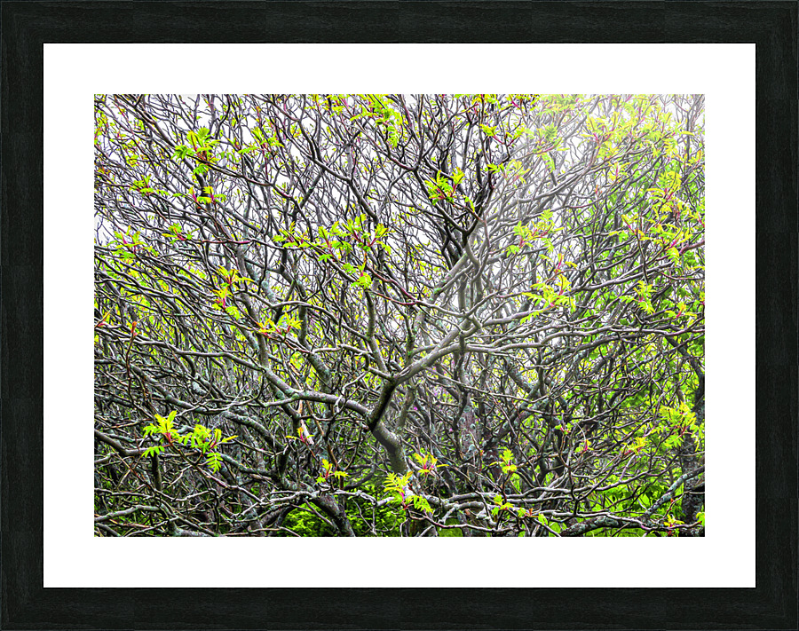 SUMACS Picture Frame print
