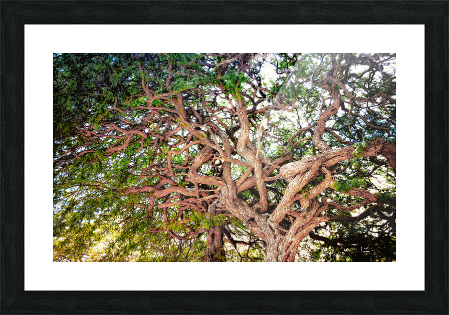 TANGLED Picture Frame print