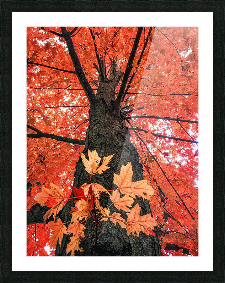 RED MAPLE Picture Frame print