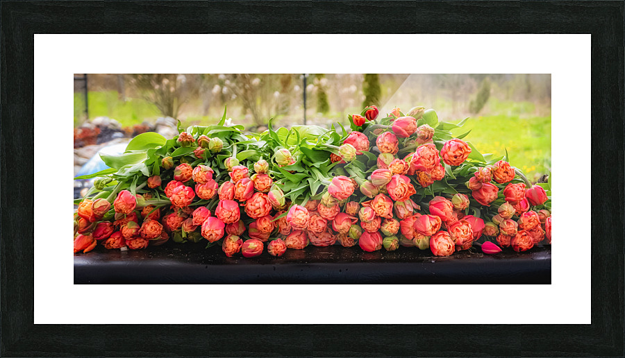 RED TULIPS Picture Frame print