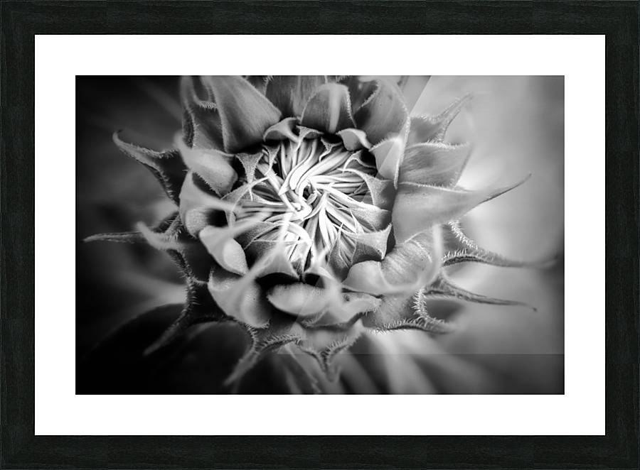 SUNFLOWER Picture Frame print