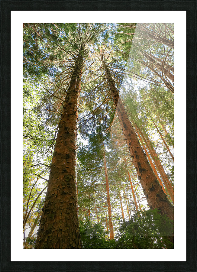 LOOKING UP Picture Frame print