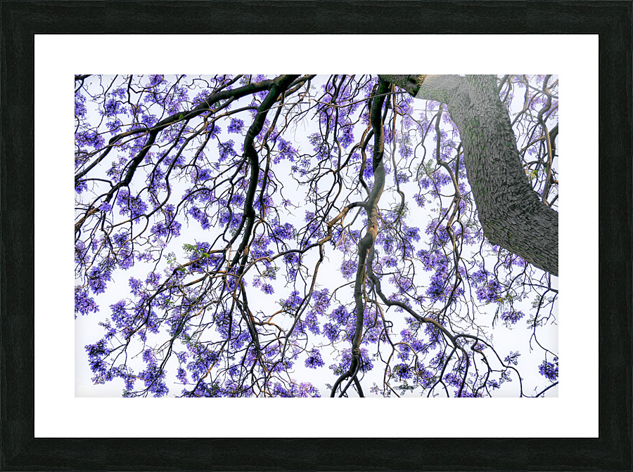 JACARANDA TREE Picture Frame print