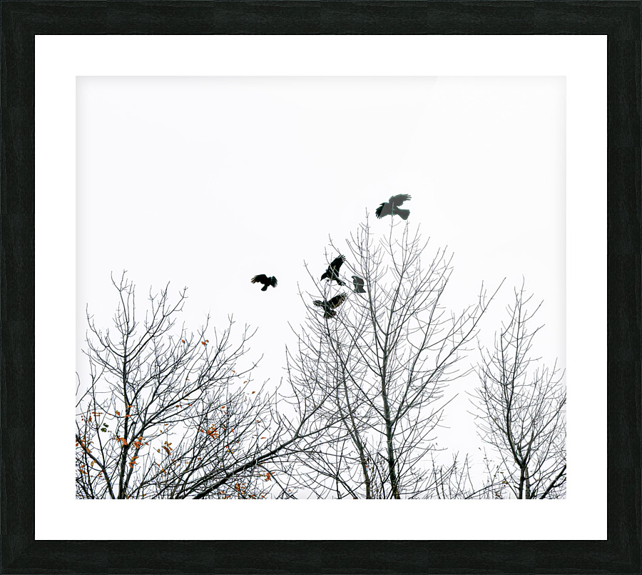 BLACKBIRDS II Picture Frame print