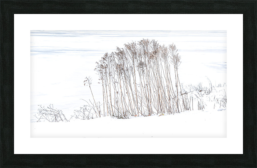WINTER GRASS Picture Frame print