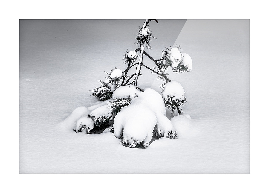 SOLITUDE II Picture Frame print