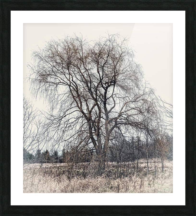 LONE TREE Picture Frame print