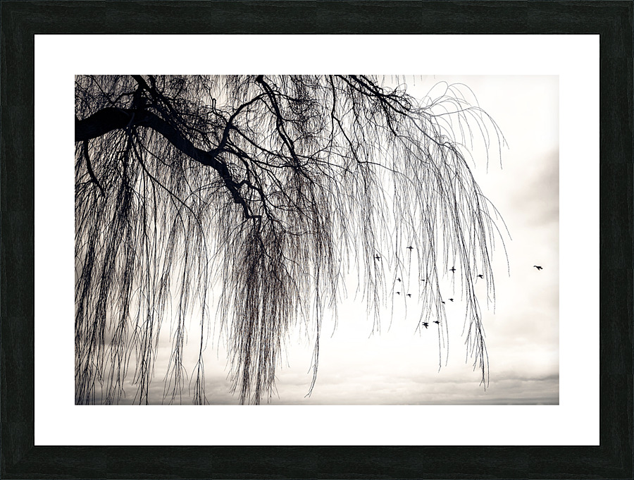 WEEPING WILLOW Picture Frame print