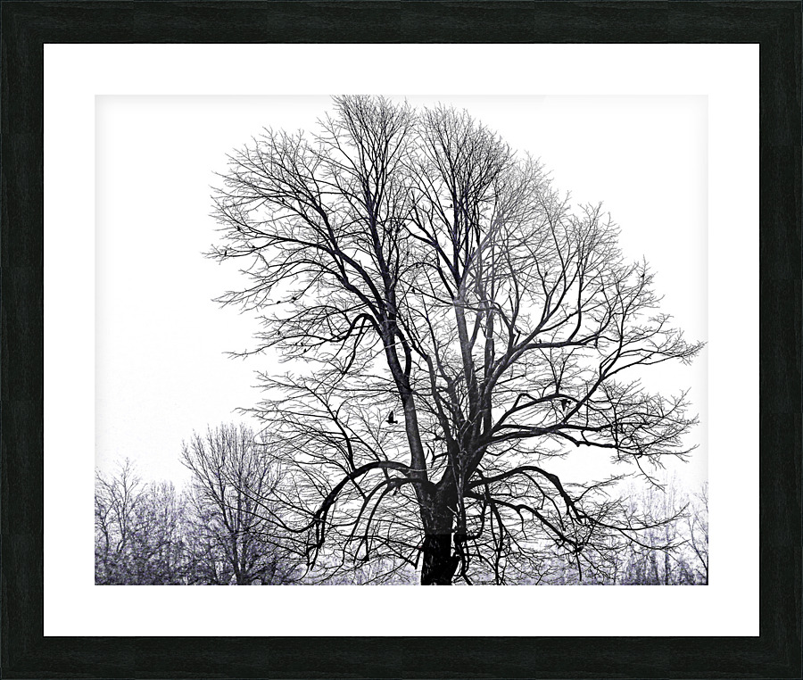 NAKED TREE Picture Frame print