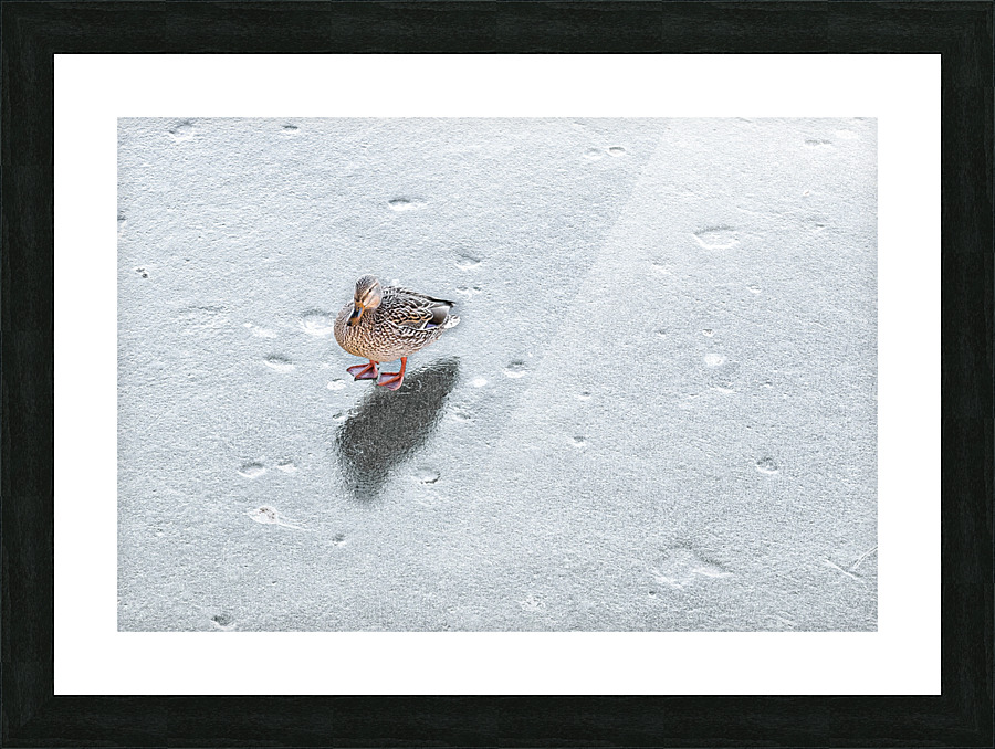 DUCK ON ICE Picture Frame print