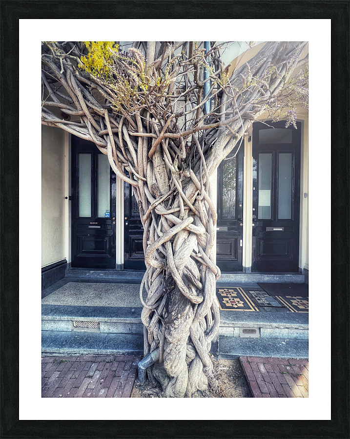 WISTERIA TREE Picture Frame print