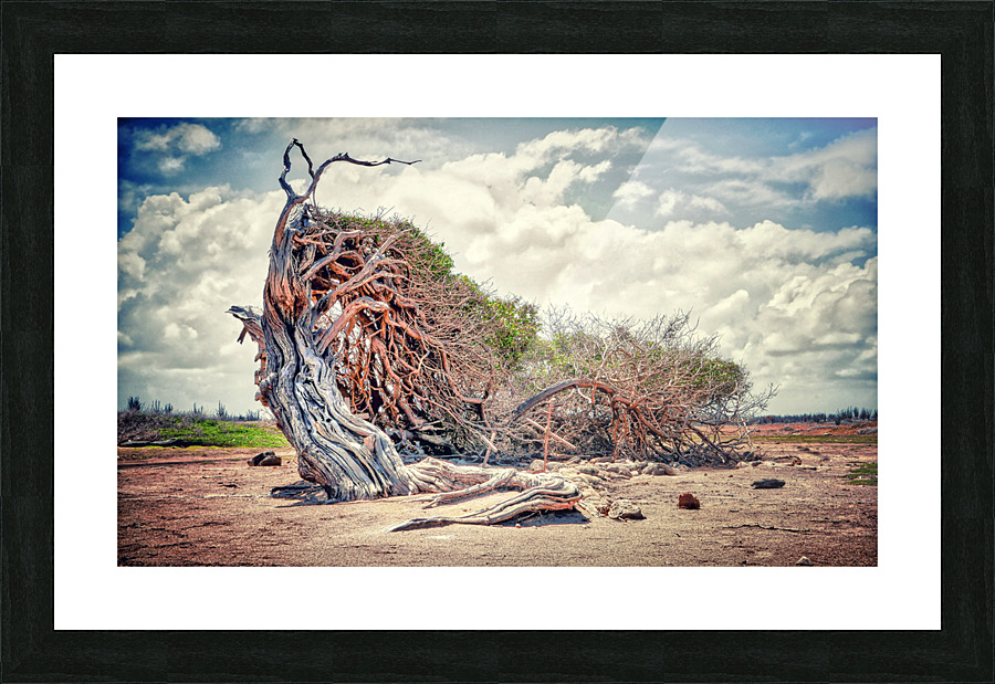 THE LONGEST TREE Picture Frame print