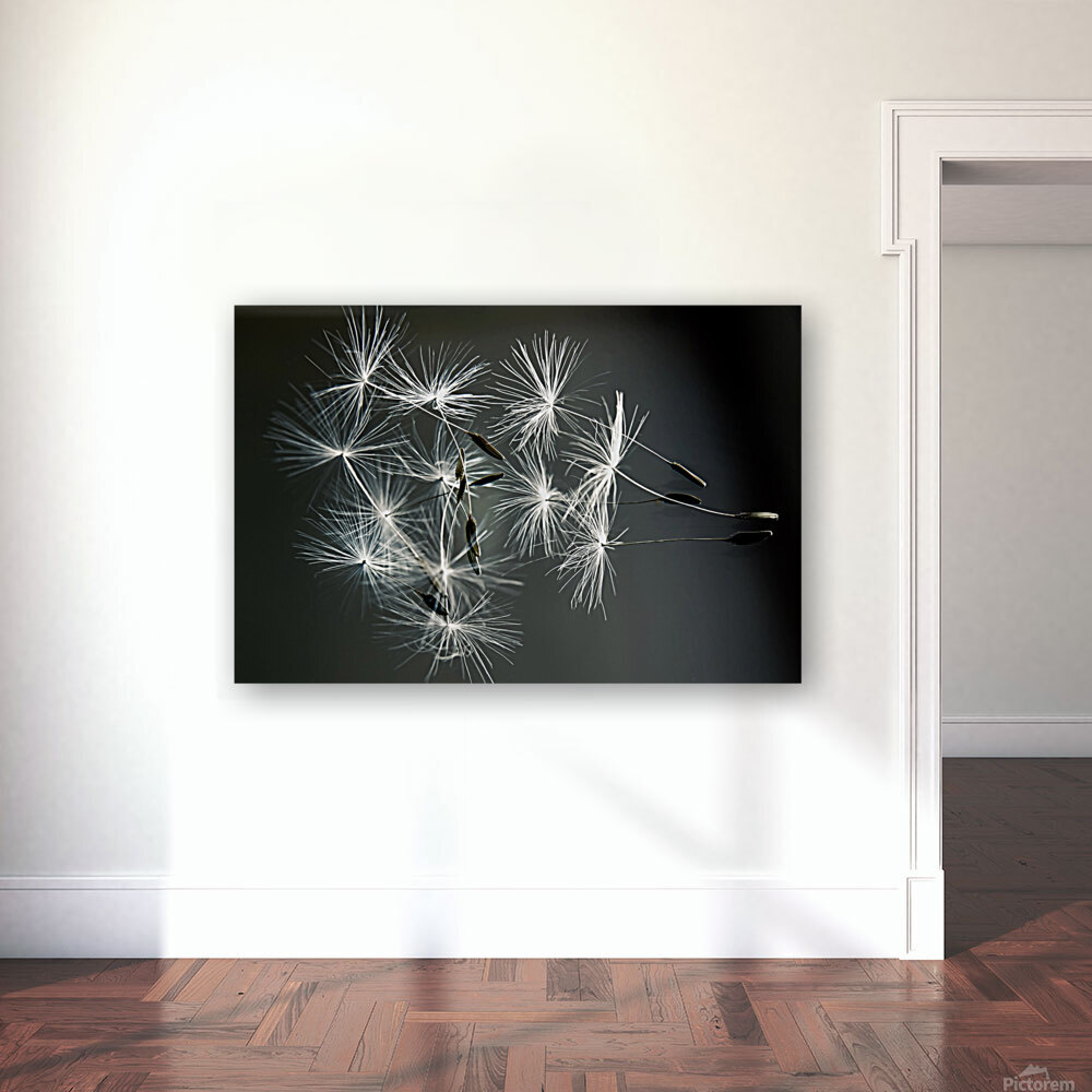 DANDELION SEEDS Reproduction