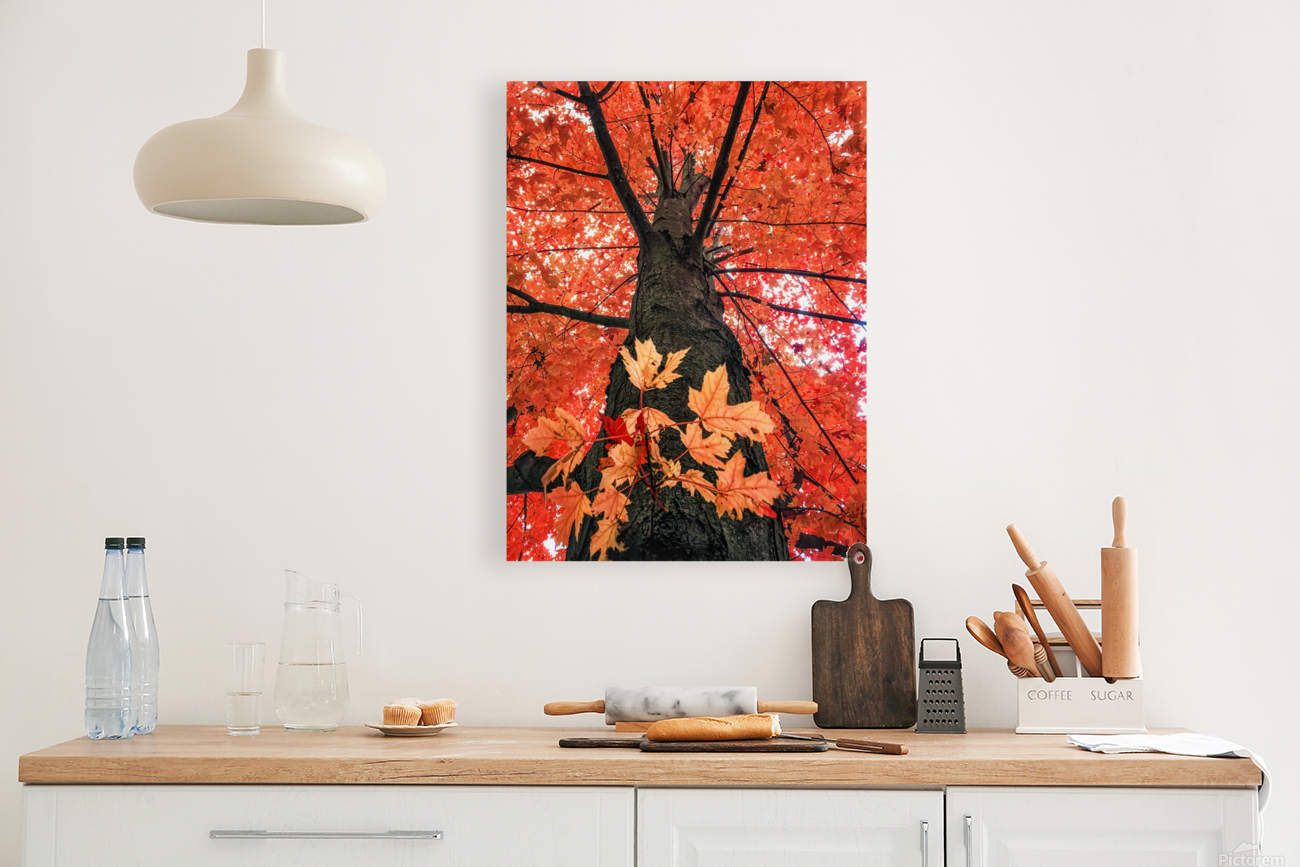 RED MAPLE Reproduction