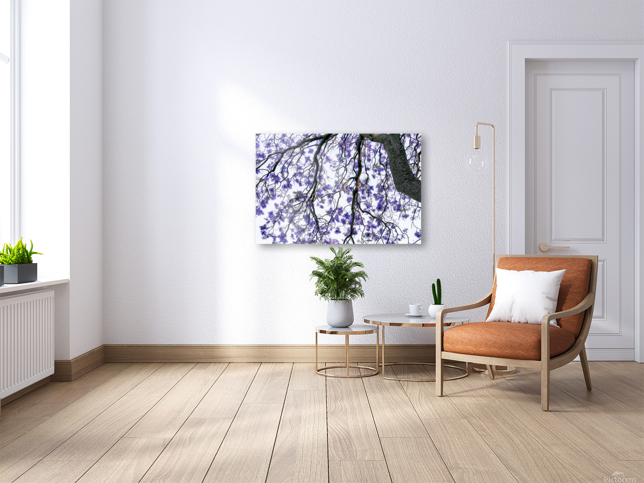 JACARANDA TREE Reproduction