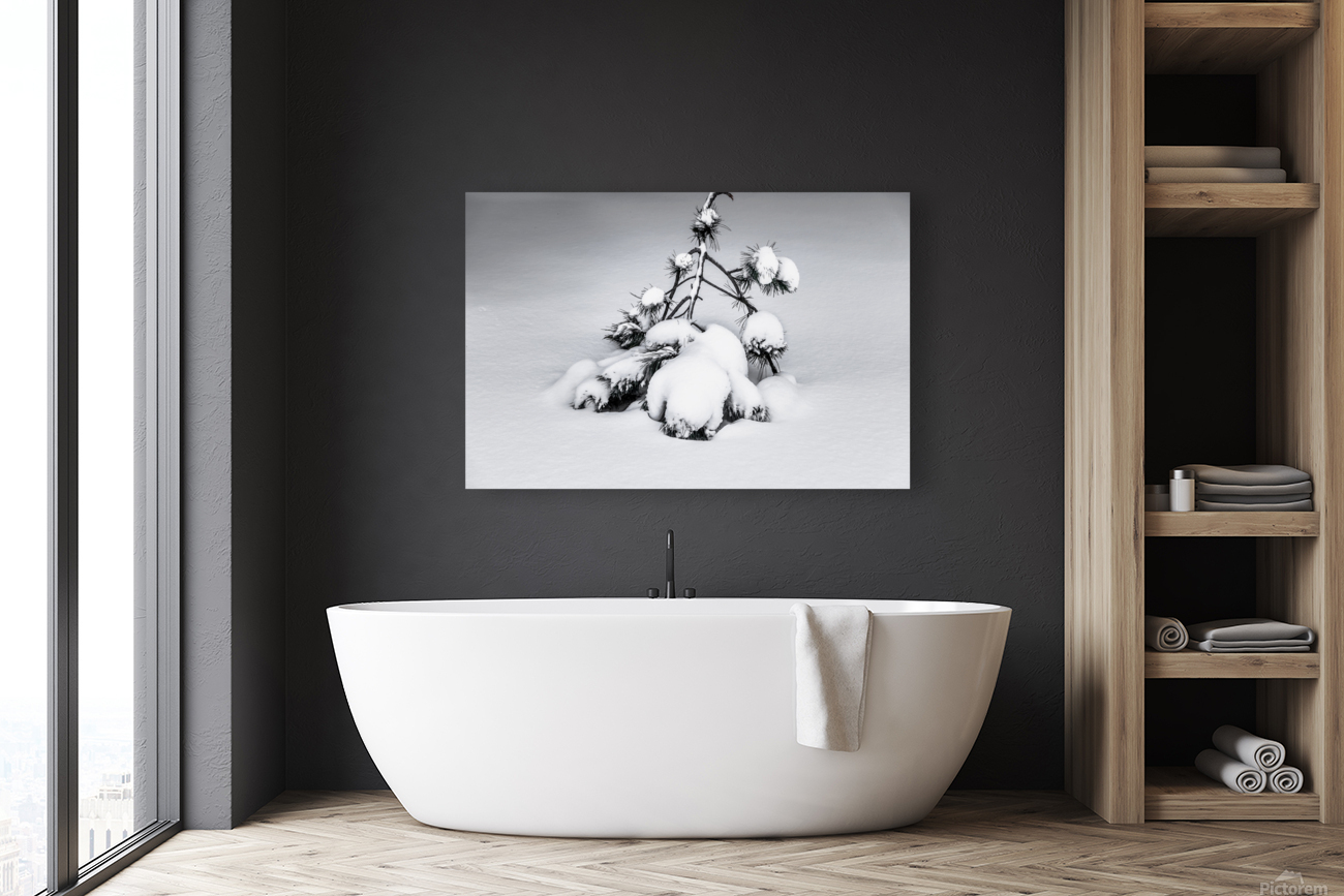 SOLITUDE II Reproduction