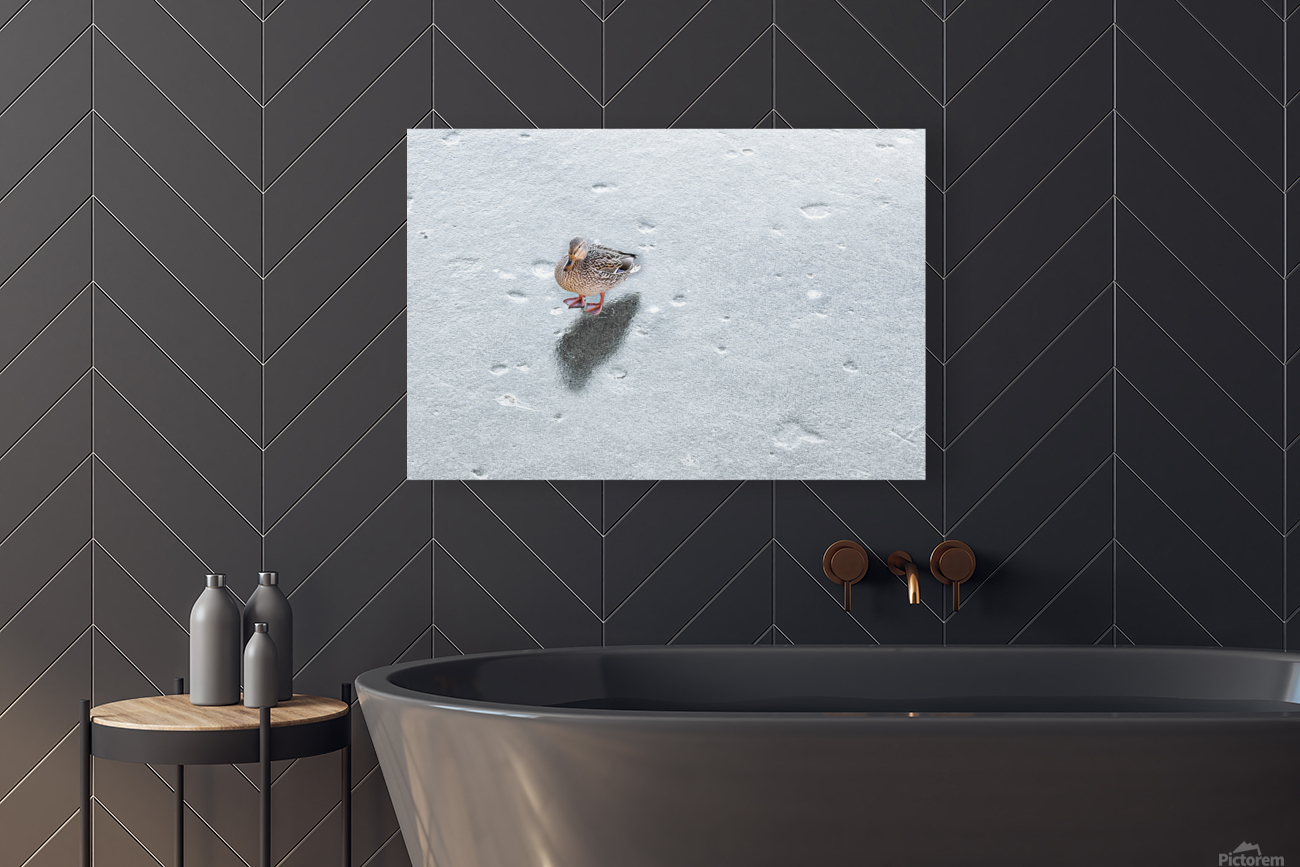 DUCK ON ICE Reproduction