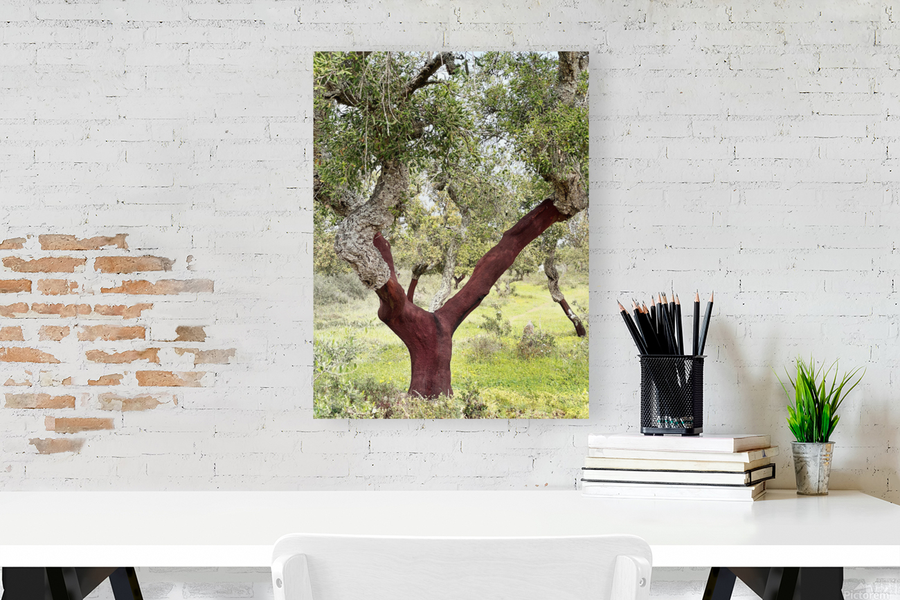 CORK OAK Reproduction