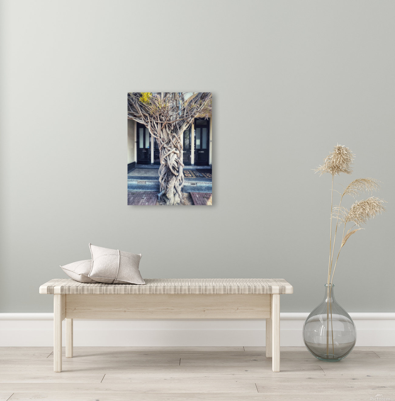WISTERIA TREE Reproduction