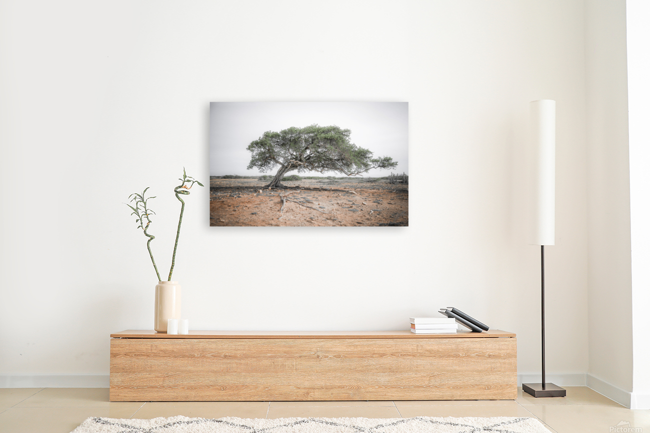 DIVI DIVI TREE Reproduction