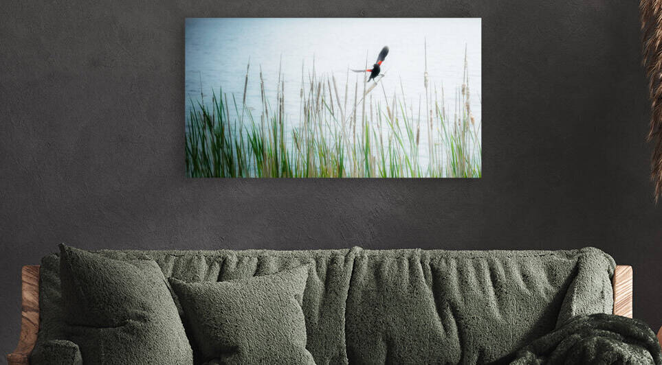 BLACKBIRD Reproduction