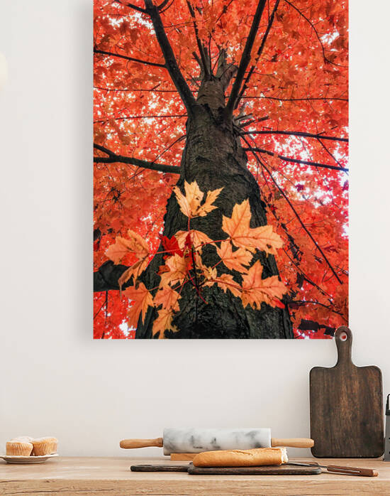 RED MAPLE Reproduction