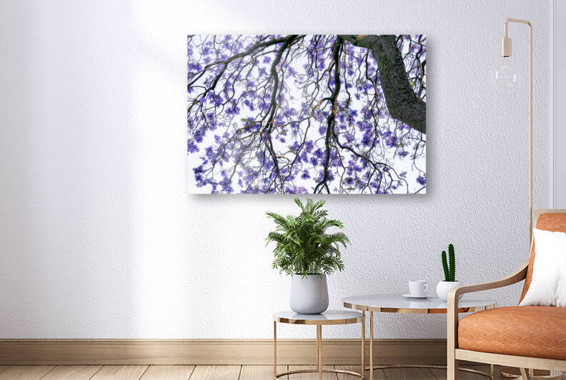 JACARANDA TREE by Iris Van Loon