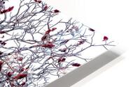 WINTER SUMACS HD Metal print