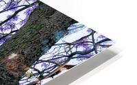 JACARANDA TREE HD Metal print