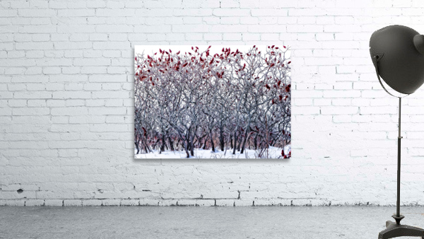 WINTER SUMACS Wall Preview