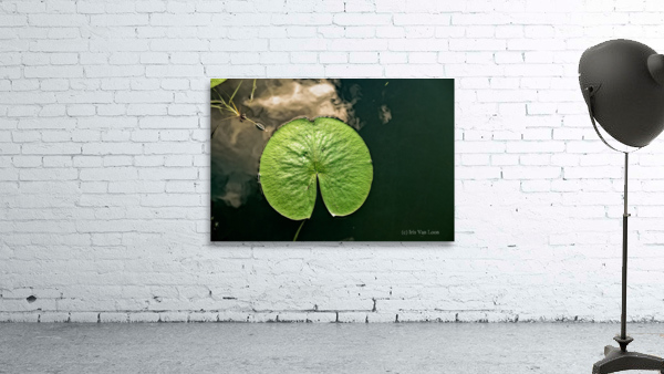 LILY PAD Wall Preview
