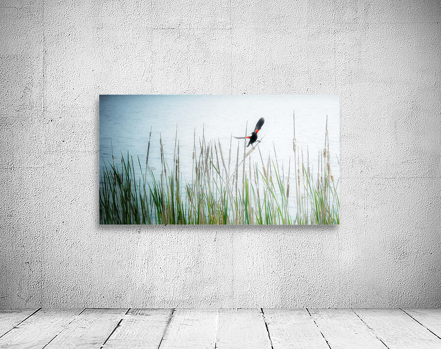 BLACKBIRD Wall Preview