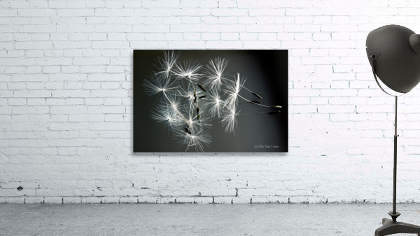 DANDELION SEEDS Wall Preview